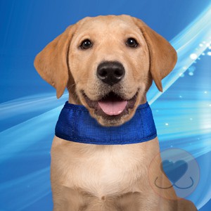 Verkoelende halsband – Pacific Blue