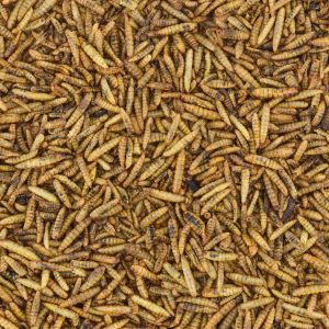 Premium black soldier fly larven – Boordevol eiwitten